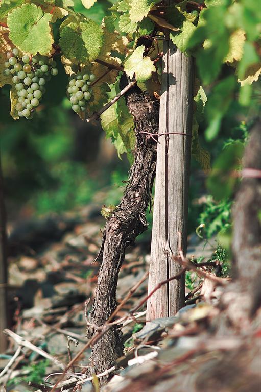 Pension Und Weingut Moselblick Brauneberg Esterno foto